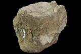 Bargain, Fossil Hadrosaur (Kritosaurus) Vertebra - Texas #97793-1